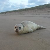 Zieke zeehond Noordwijk